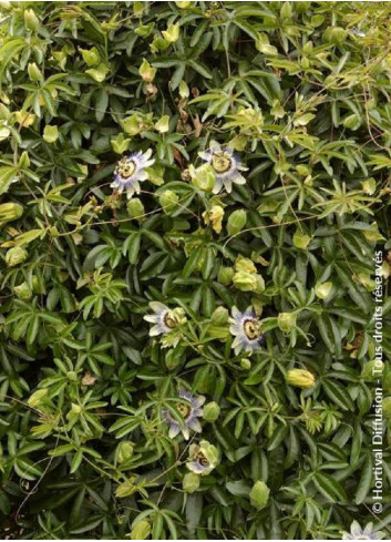 PASSIFLORA caerulea