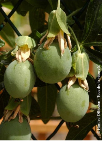 PASSIFLORA caerulea