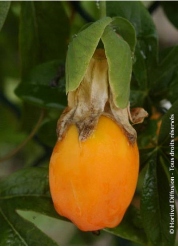 PASSIFLORA caerulea