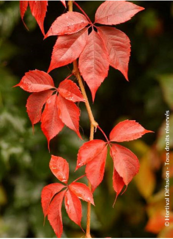 PARTHENOCISSUS quinquefolia ENGELMANNII