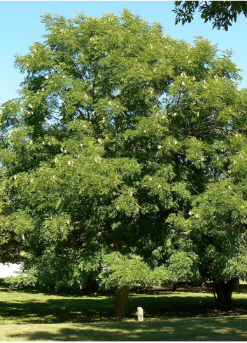 GYMNOCLADUS dioicus