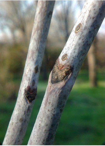 GYMNOCLADUS dioicus