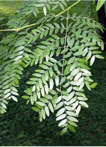 GLEDITSIA triacanthos SKYLINE