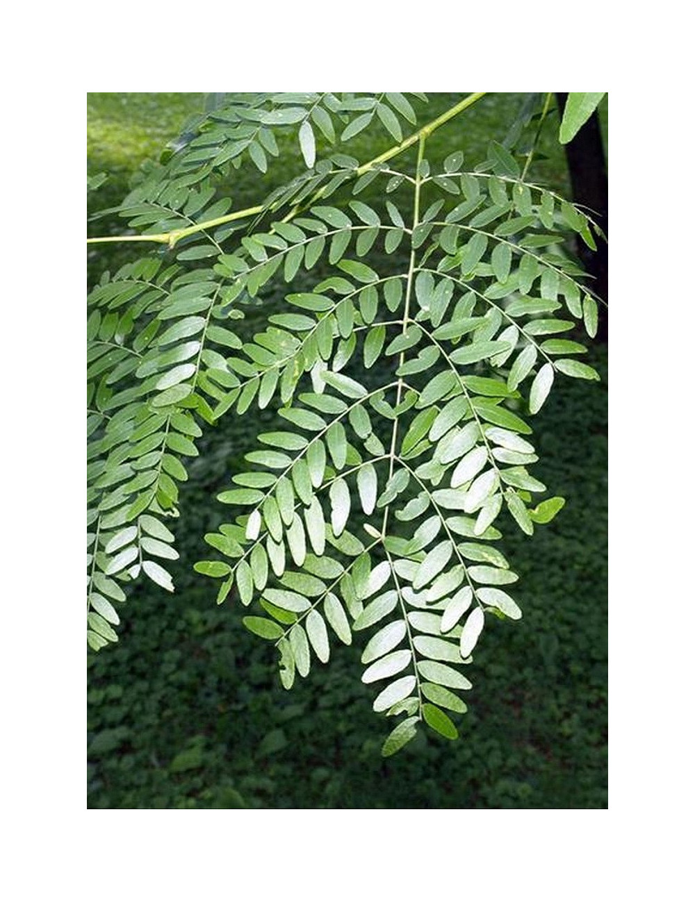 GLEDITSIA triacanthos SKYLINE