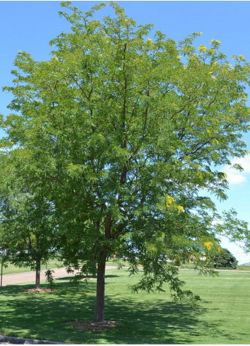 GLEDITSIA triacanthos SKYLINE