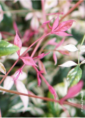 NANDINA domestica TWILIGHT