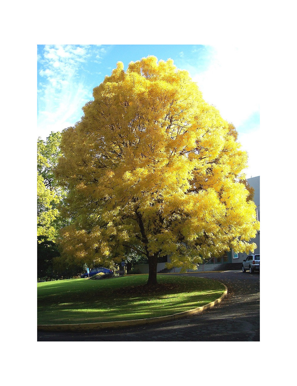 FRAXINUS excelsior JASPIDEA