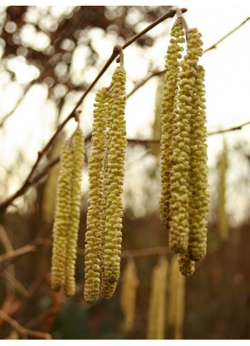 NOISETIER MERVEILLE DE BOLWILLER