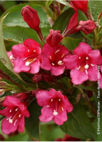 WEIGELA BRISTOL RUBY