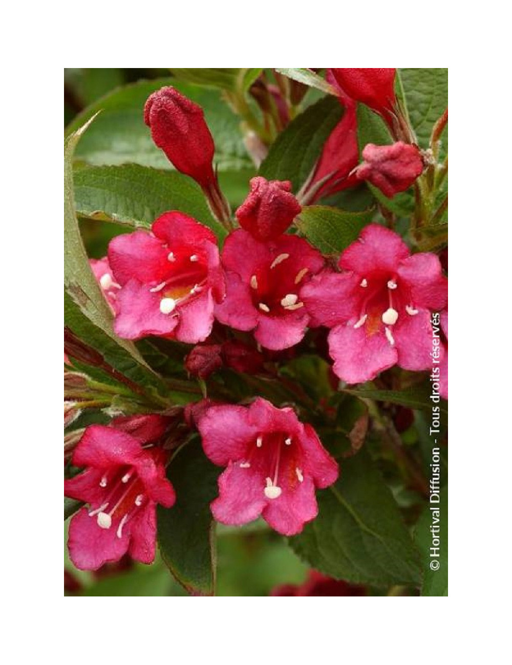 WEIGELA BRISTOL RUBY