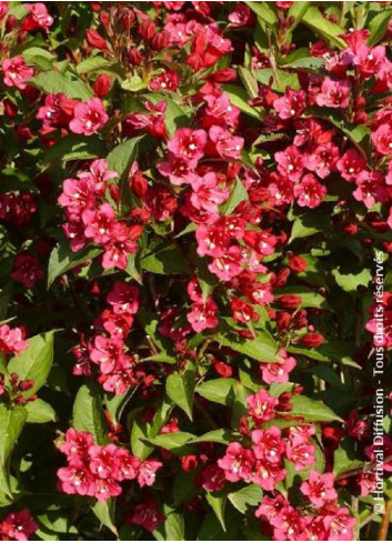 WEIGELA BRISTOL RUBY