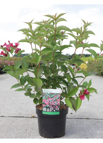 WEIGELA BRISTOL RUBY En pot de 4-5 litres