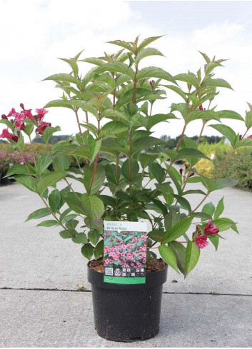 WEIGELA BRISTOL RUBY En pot de 4-5 litres