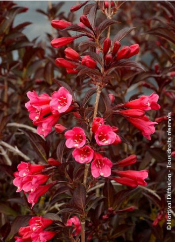 WEIGELA florida ALEXANDRA