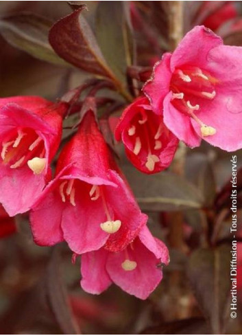 WEIGELA florida ALEXANDRA