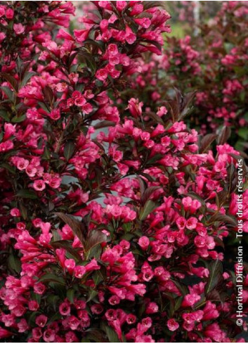 WEIGELA florida ALEXANDRA