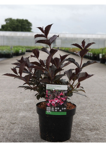 WEIGELA florida ALEXANDRA En pot de 3-4 litres