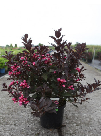 WEIGELA florida ALEXANDRA En pot de 10-12 litres