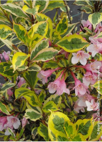 WEIGELA florida MAGICAL RAINBOW