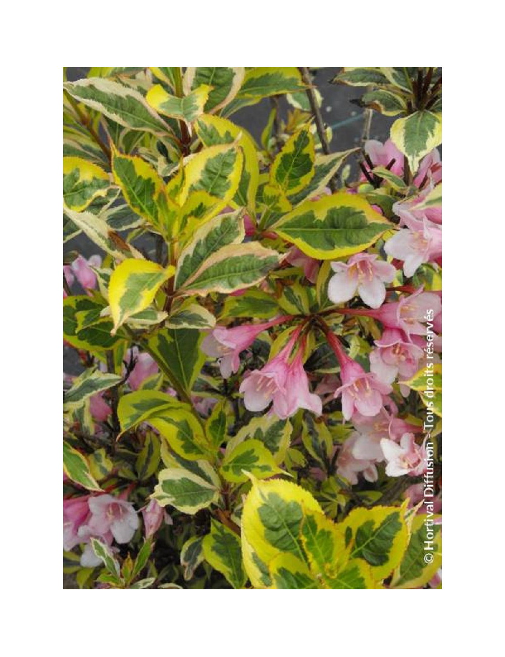 WEIGELA florida MAGICAL RAINBOW