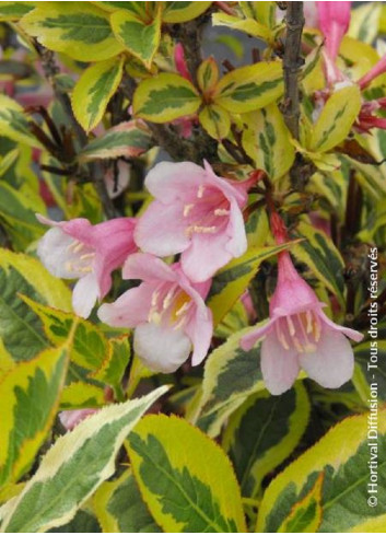 WEIGELA florida MAGICAL RAINBOW