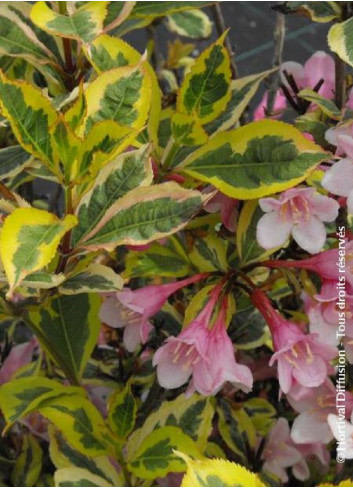 WEIGELA florida MAGICAL RAINBOW