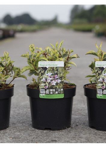 WEIGELA florida MAGICAL RAINBOW En pot de 3-4 litres