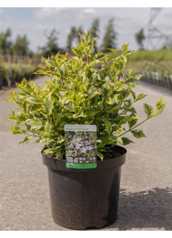 WEIGELA florida MAGICAL RAINBOW En pot de 10-12 litres