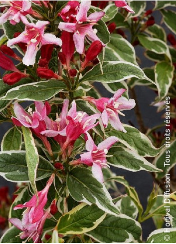 WEIGELA florida NANA VARIEGATA