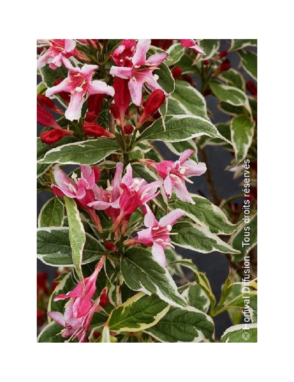 WEIGELA florida NANA VARIEGATA