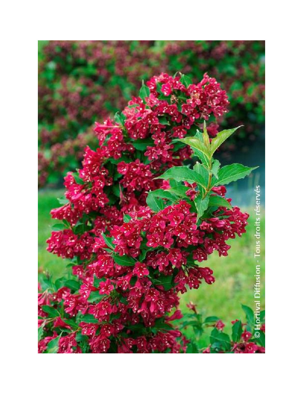 WEIGELA RED PRINCE