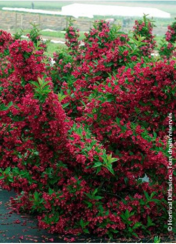 WEIGELA RED PRINCE