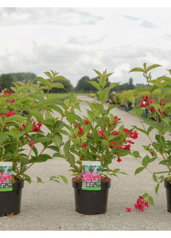 WEIGELA RED PRINCE En pot de 4-5 litres