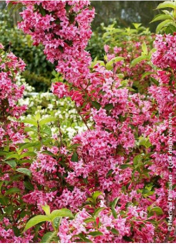 WEIGELA STELZNERI