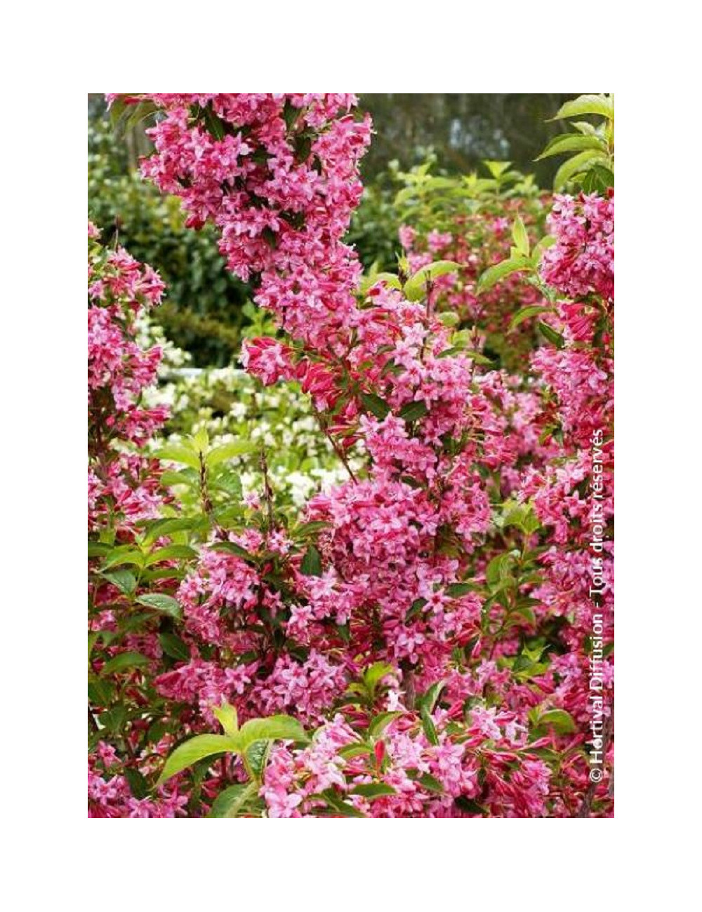 WEIGELA STELZNERI