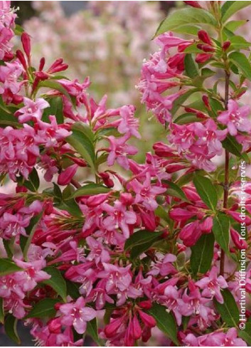 WEIGELA STELZNERI