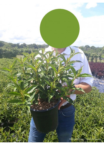 WEIGELA STELZNERI En pot de 4-5 litres