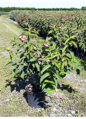 WEIGELA STELZNERI Enpot de 10-12 litres