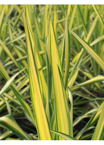 YUCCA filamentosa GOLDEN SWORD