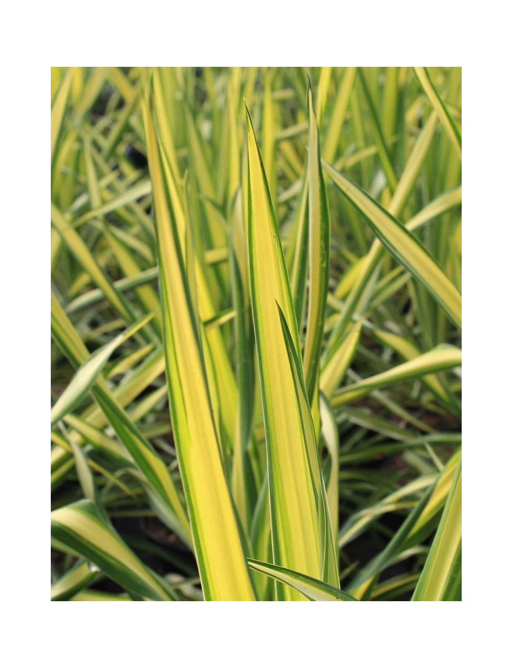 YUCCA filamentosa GOLDEN SWORD