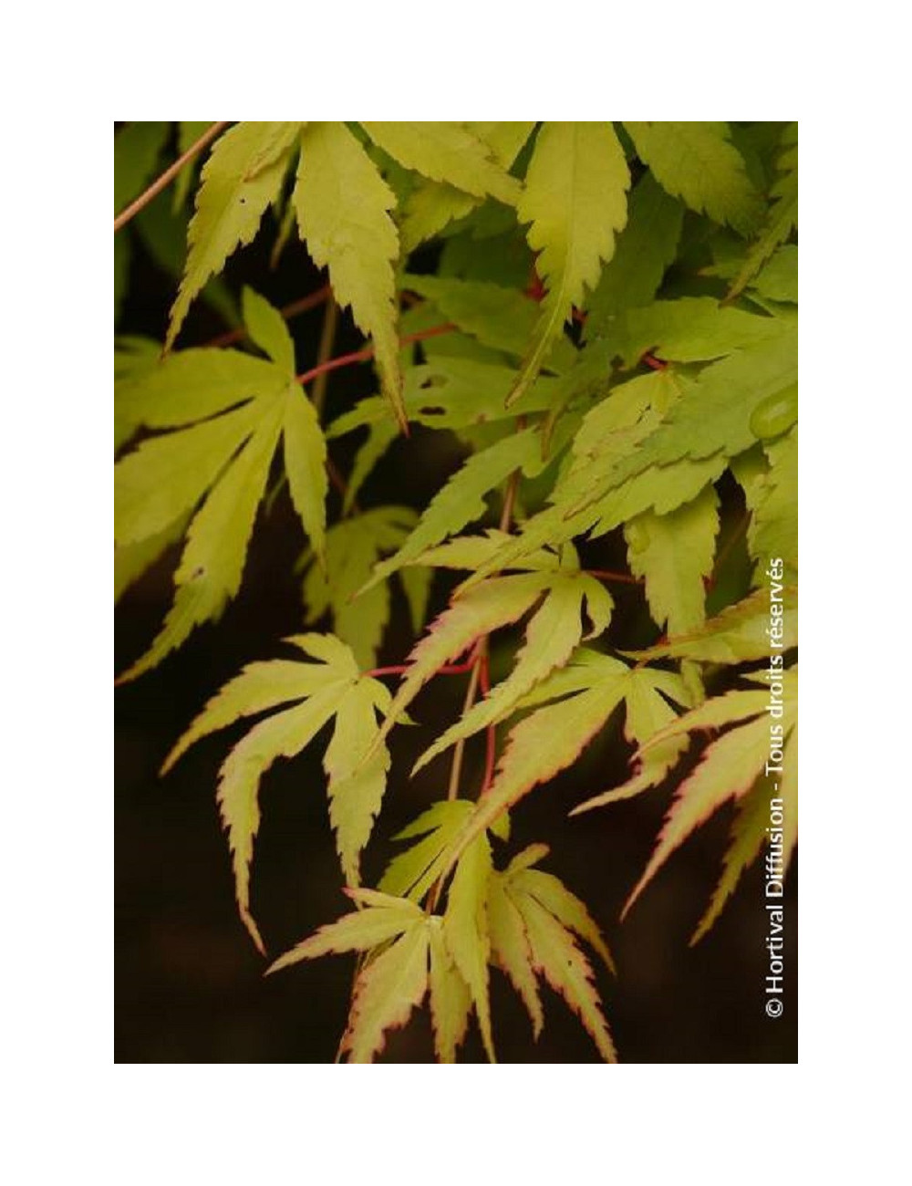 ACER palmatum KATSURA