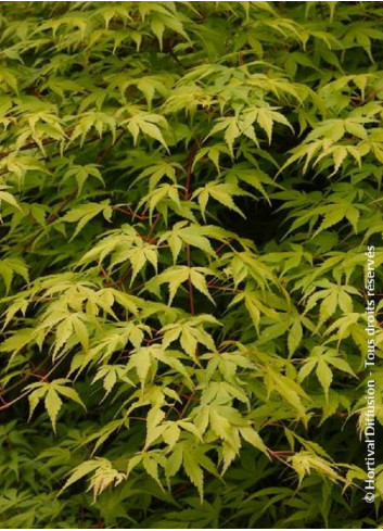 ACER palmatum KATSURA