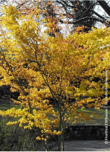 ACER palmatum KATSURA