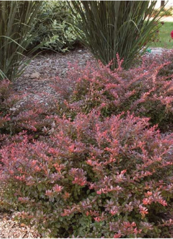 BERBERIS thunbergii CABERNET