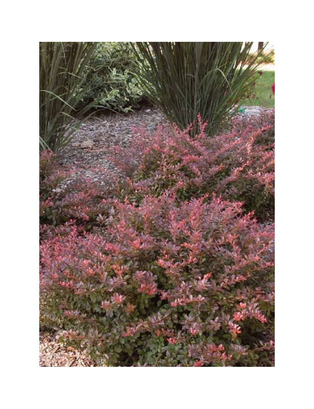 BERBERIS thunbergii CABERNET