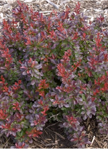 BERBERIS thunbergii CABERNET