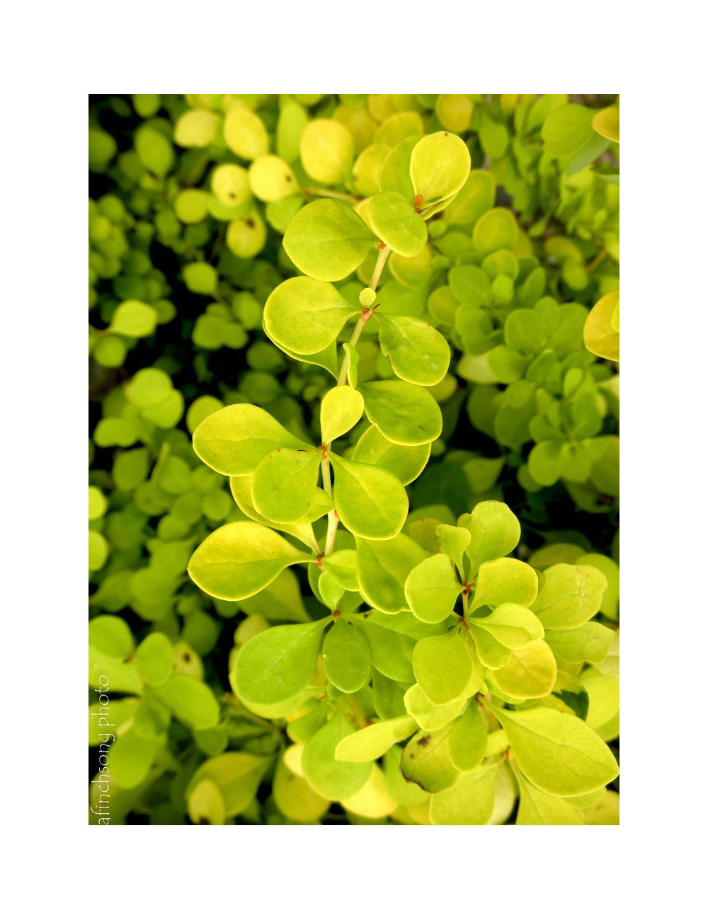 BERBERIS thunbergii AUREA