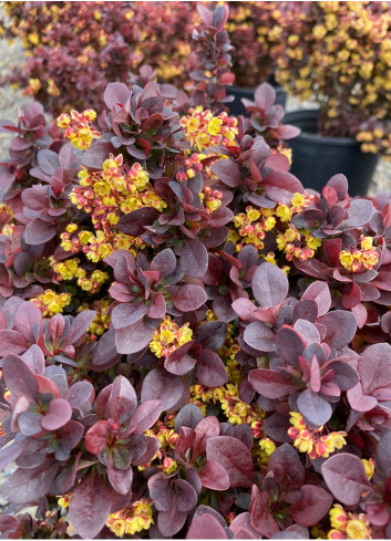 BERBERIS thunbergii CONCORDE