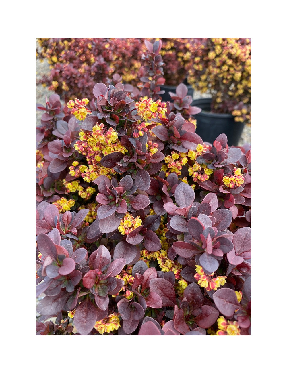 BERBERIS thunbergii CONCORDE