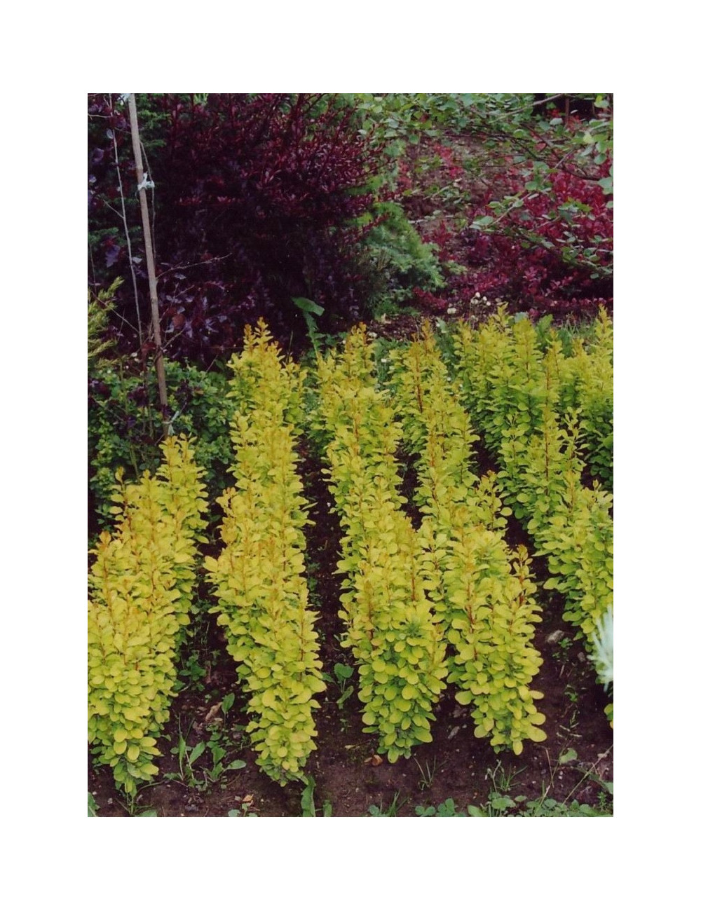 BERBERIS thunbergii GOLDEN ROCKET